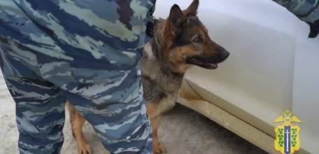 Служебная собака по кличке Сильва обнаружила в автомобиле наркокурьера почти 5 кг синтетических наркотиков!