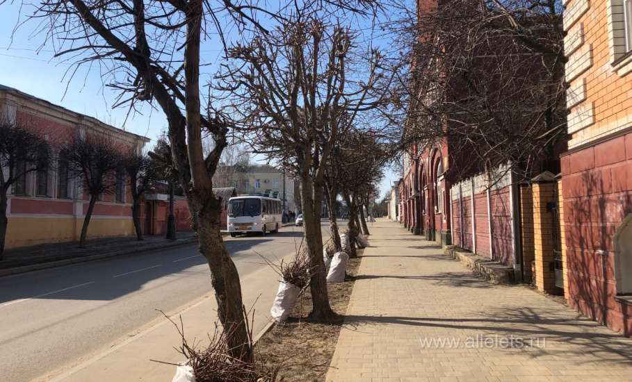 Сегодня в Ельце начали производить своевременную опиловку деревьев.