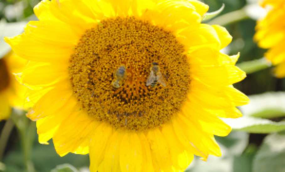 Экспорт продукции масложировой отрасли из Липецкой области вырос более чем в 2 раза в 2026 году