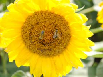 Экспорт продукции масложировой отрасли из Липецкой области вырос более чем в 2 раза в 2026 году