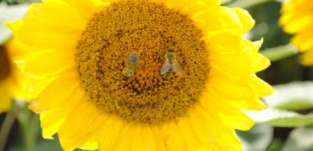 Экспорт продукции масложировой отрасли из Липецкой области вырос более чем в 2 раза в 2026 году