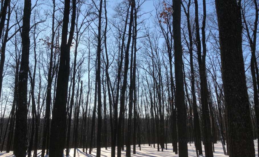 В Елецком округе местная жительница, управлявшая автомобилем в нетрезвом виде, обвиняется в приготовлении к даче взятки сотруднику полиции!