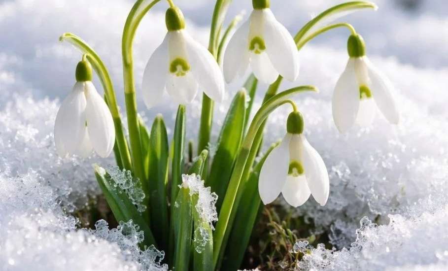 Красивые. Но из-за них можно попасть в тюрьму на 9 лет!