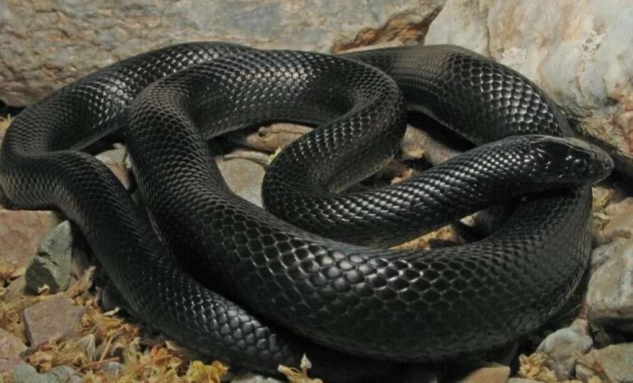 Резкое потепление в Липецкой области пробудило змей раньше времени