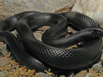 Резкое потепление в Липецкой области пробудило змей раньше времени