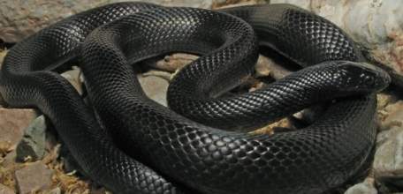 Резкое потепление в Липецкой области пробудило змей раньше времени