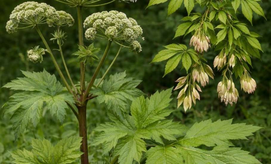 Утвержден перечень опасных видов инвазивных (чужеродных) растений на территории Липецкой области