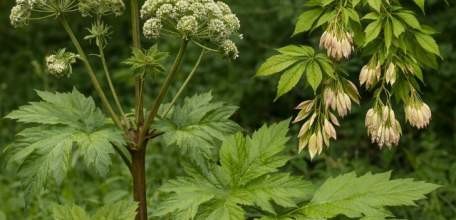 Утвержден перечень опасных видов инвазивных (чужеродных) растений на территории Липецкой области