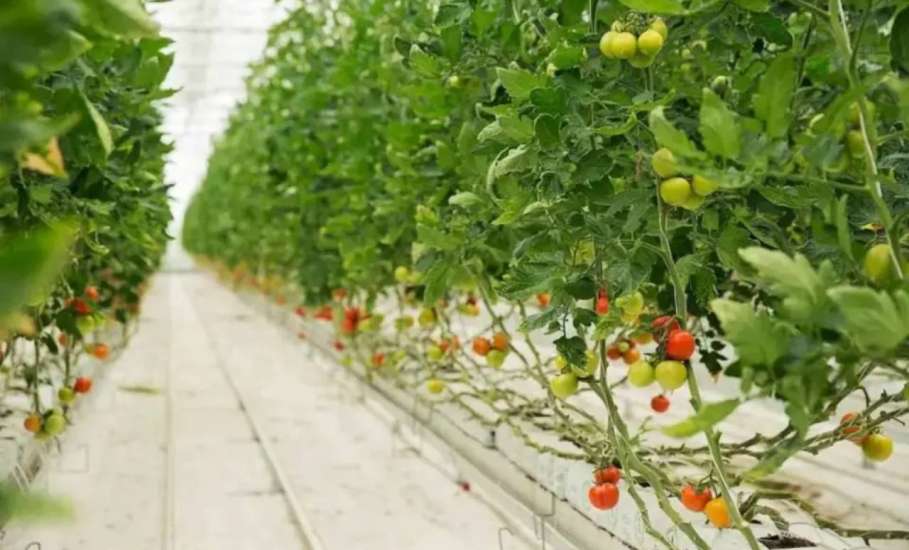 &laquo;Овощи Черноземья&raquo; по итогам 2025 года показали рекордный убыток почти 1,2 млрд рублей.