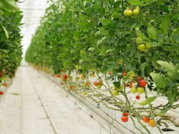 &laquo;Овощи Черноземья&raquo; по итогам 2025 года показали рекордный убыток почти 1,2 млрд рублей.