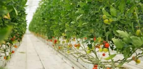 &laquo;Овощи Черноземья&raquo; по итогам 2025 года показали рекордный убыток почти 1,2 млрд рублей.