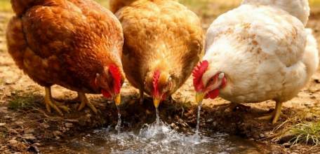 В связи с нарушением лицензионных условий у АО &laquo;Куриное Царство&raquo; отозвана лицензия, предоставленная для добычи поземной воды в Задонском округе!