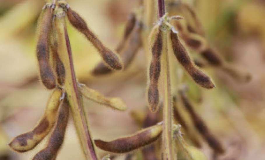 Липецкие аграрии с начала года отправили за рубеж более 340 тысяч тонн продукции!