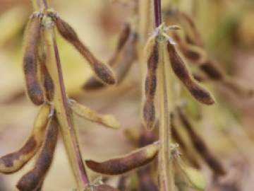 Липецкие аграрии с начала года отправили за рубеж более 340 тысяч тонн продукции!