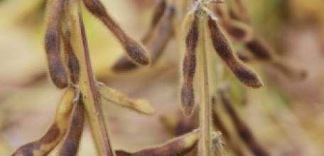 Липецкие аграрии с начала года отправили за рубеж более 340 тысяч тонн продукции!