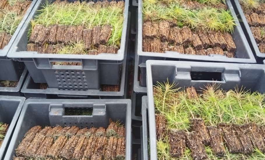 Сеянцы сосен с Урала высадят в липецких лесах