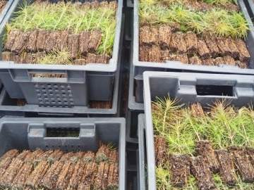 Сеянцы сосен с Урала высадят в липецких лесах