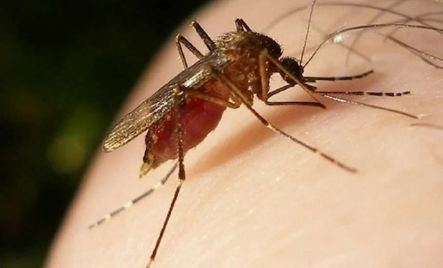 Администрация Ельца предупреждает об опасных инфекциях!