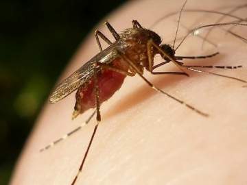 Администрация Ельца предупреждает об опасных инфекциях!