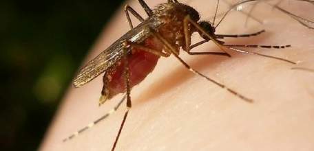 Администрация Ельца предупреждает об опасных инфекциях!