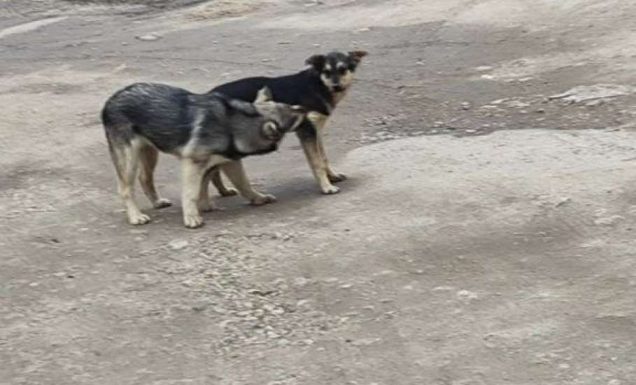 На улице Черокманова в Ельце появился живодёр!