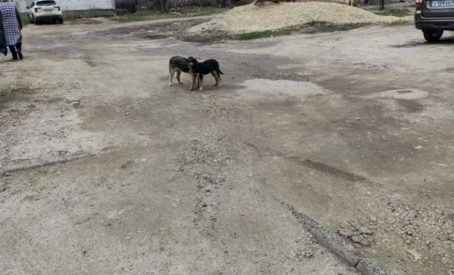 На улице Черокманова в Ельце появился живодёр!