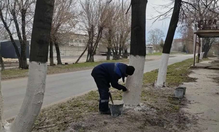 В городе начали белить деревья