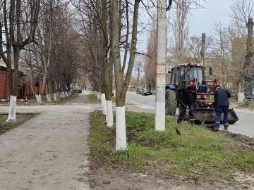 В городе начали белить деревья