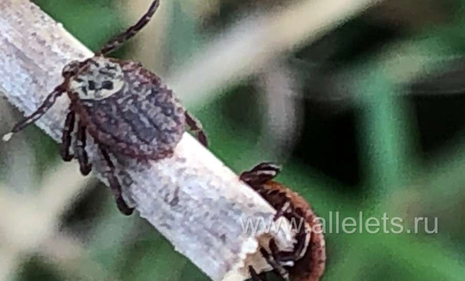 В Ельце заработала &laquo;горячая линия&raquo; по клещам!