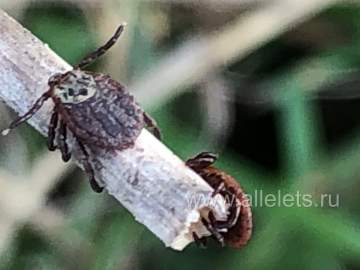 В Ельце заработала &laquo;горячая линия&raquo; по клещам!