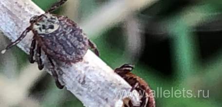 В Ельце заработала &laquo;горячая линия&raquo; по клещам!