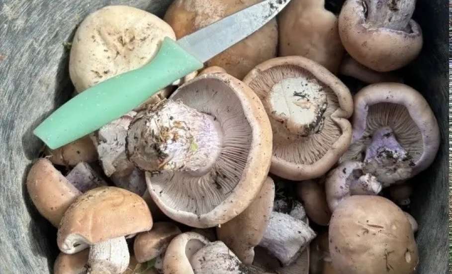 В лесах Липецкой области уже собирают грибы!