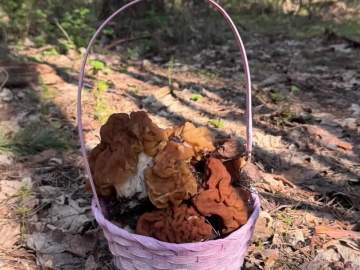 В лесах Липецкой области уже собирают грибы!