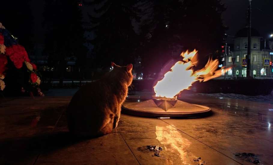 Пост добра про елецкого кота!