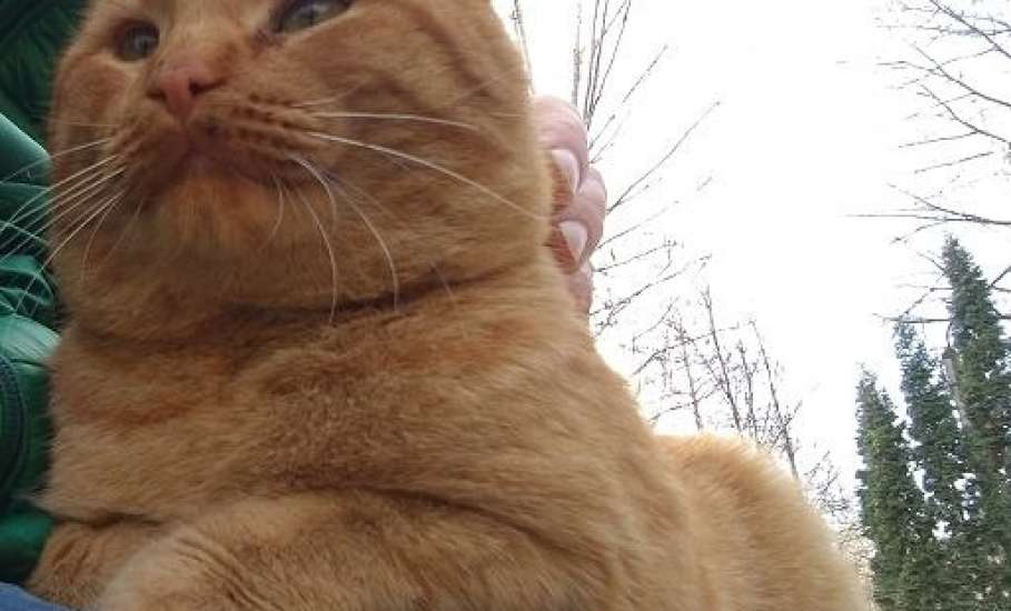 Пост добра про елецкого кота!