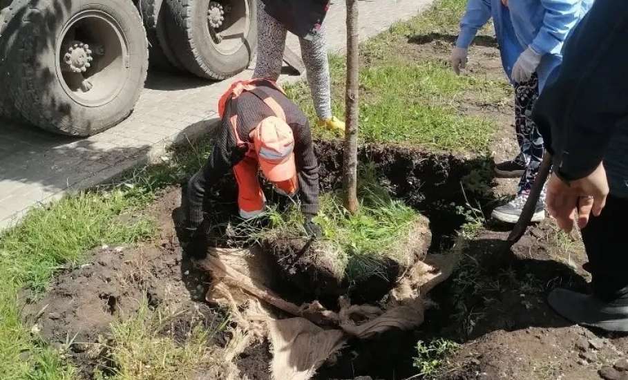 На улице Коммунаров приступили к высадке первой партии молоденьких лип