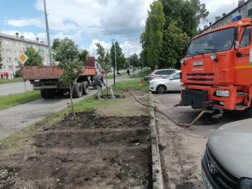 На улице Коммунаров приступили к высадке первой партии молоденьких лип