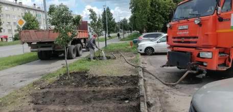 На улице Коммунаров приступили к высадке первой партии молоденьких лип