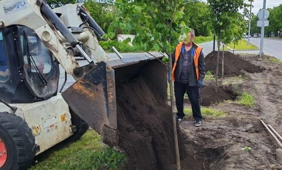 81 липу посадили по улице Клммунаров. Это была акция!
