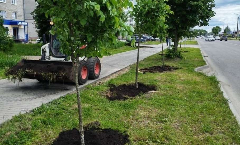 81 липу посадили по улице Клммунаров. Это была акция!