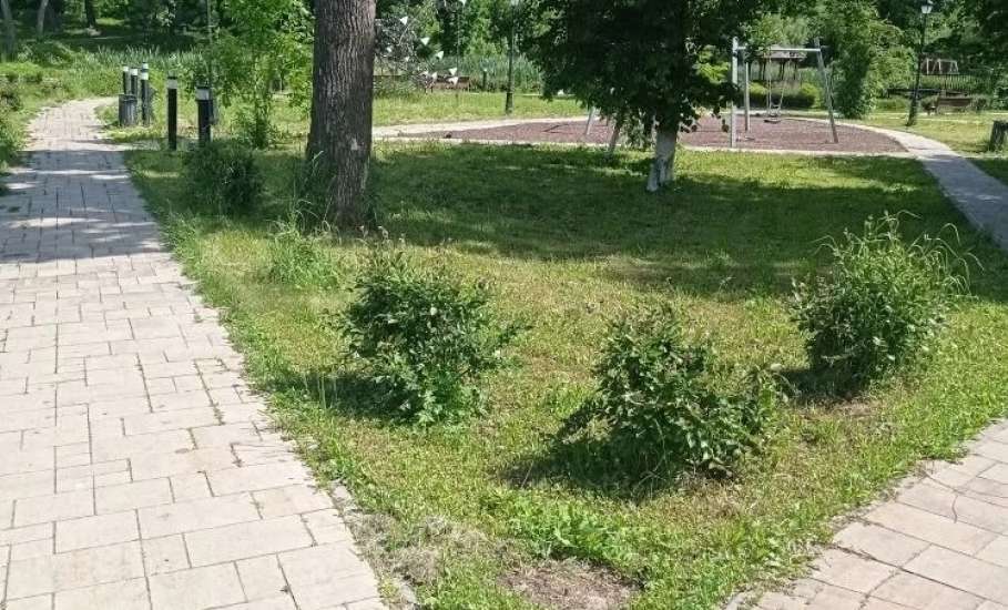 В Петровском парке привели газоны в порядок