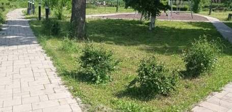 В Петровском парке привели газоны в порядок