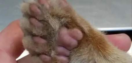 Кошку с шестью пальчиками на лапах привели к елецким ветеринарам