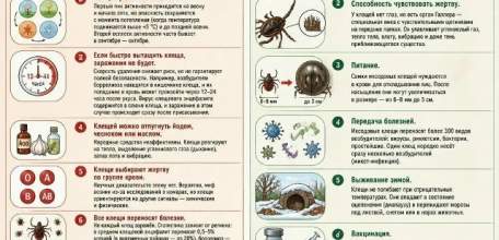 На 03.06.2026 по поводу присасывания клещей в медицинские организации области обратилось 2013 человек, из них 785 детей(39%)!