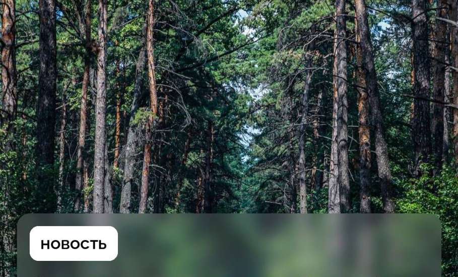 В Липецкой области действует ограничение на посещение лесов и въезд в них на транспорте &ndash; с 3 по 23 июля