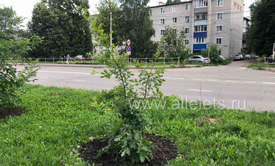 Жительница Ельца ухаживает за целой аллеей молодых деревьев по улице Свердлова