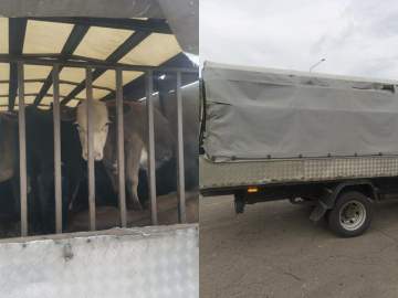 Бычки из Тамбовской области без документов не доехали до Ельца