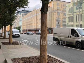 Пора в Ельце уберечь деревья от повреждений!