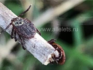 Клещи продолжают атаковать ельчан!