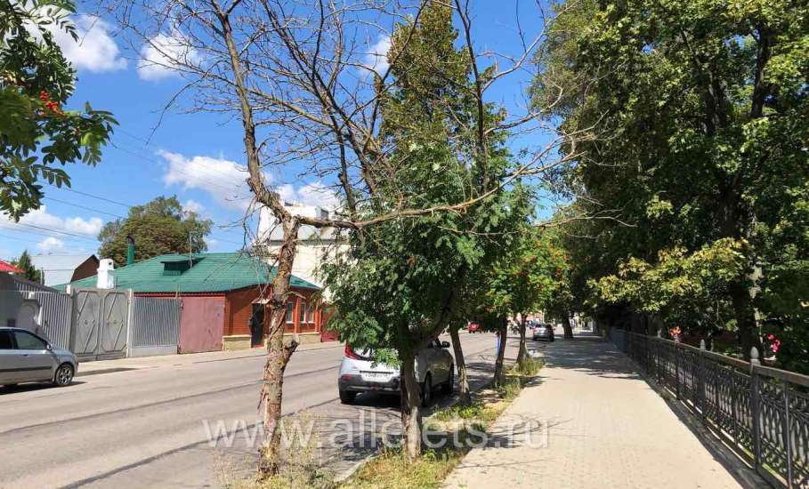 Засохшие деревья стоят возле Детского парка.